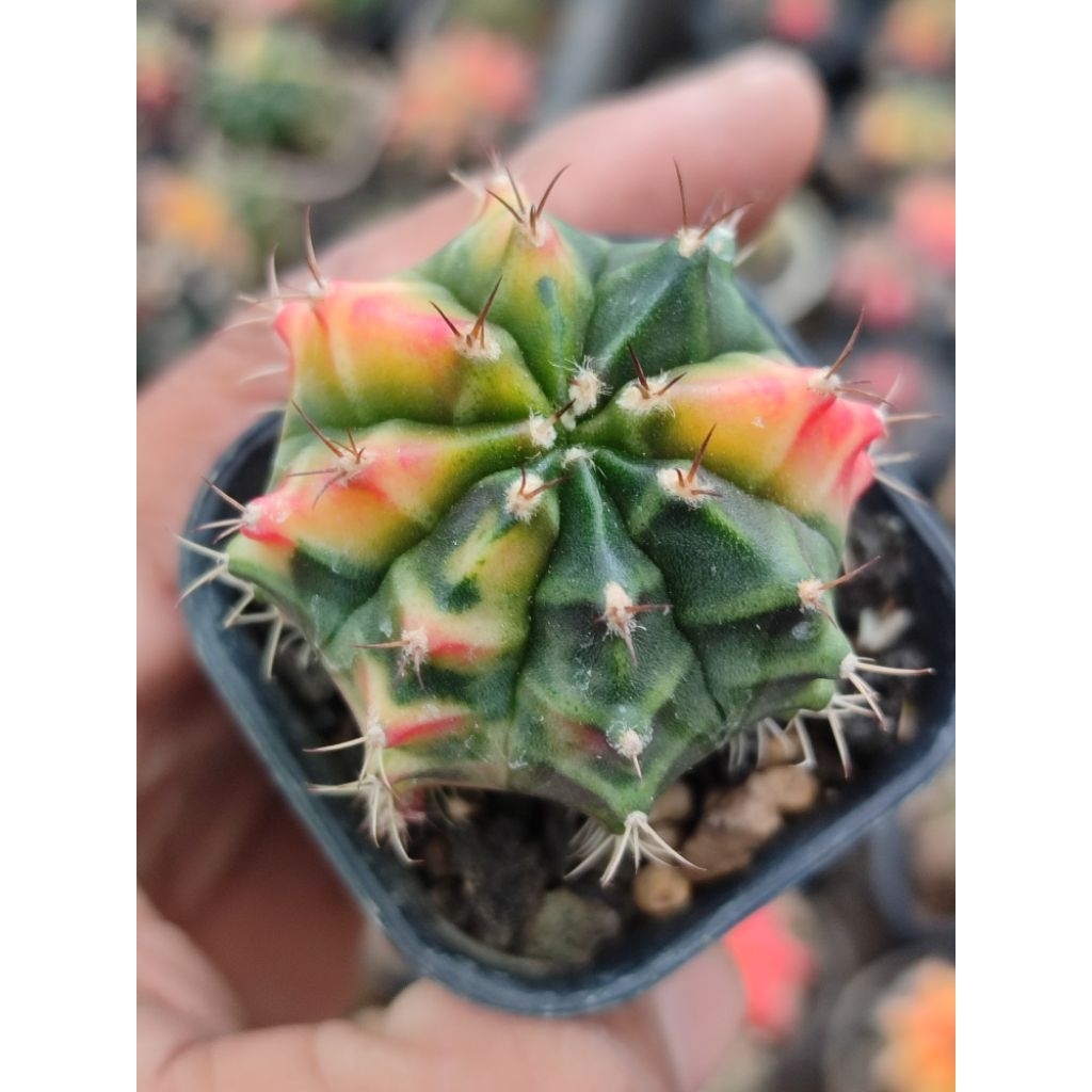 miha new hybrid varigata seedling gendong anak