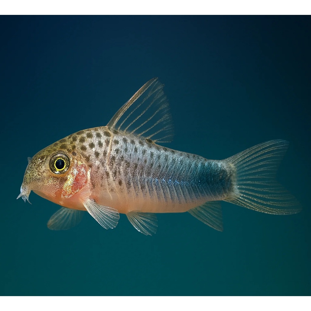 Corydoras Similis