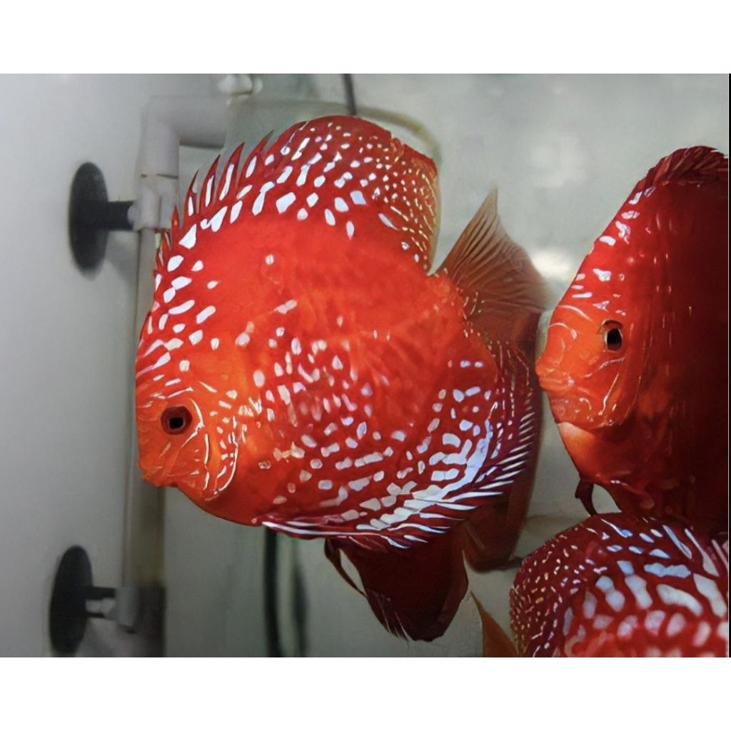 Discus Red Raflesia // Ikan Hias Aquarium