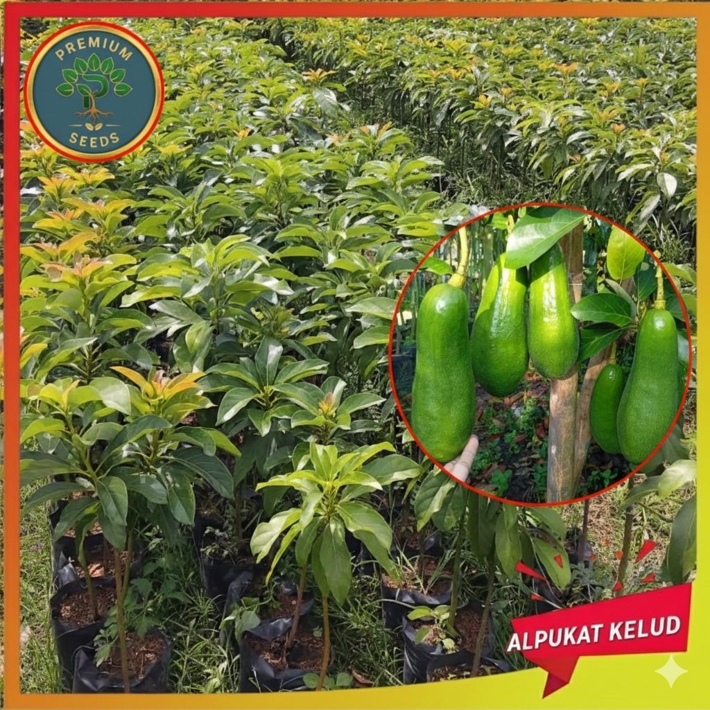Bibit Alpukat Kelud Valid Alpukat Genjah Kelud Jumbo Bibit Unggul Bibit Premium