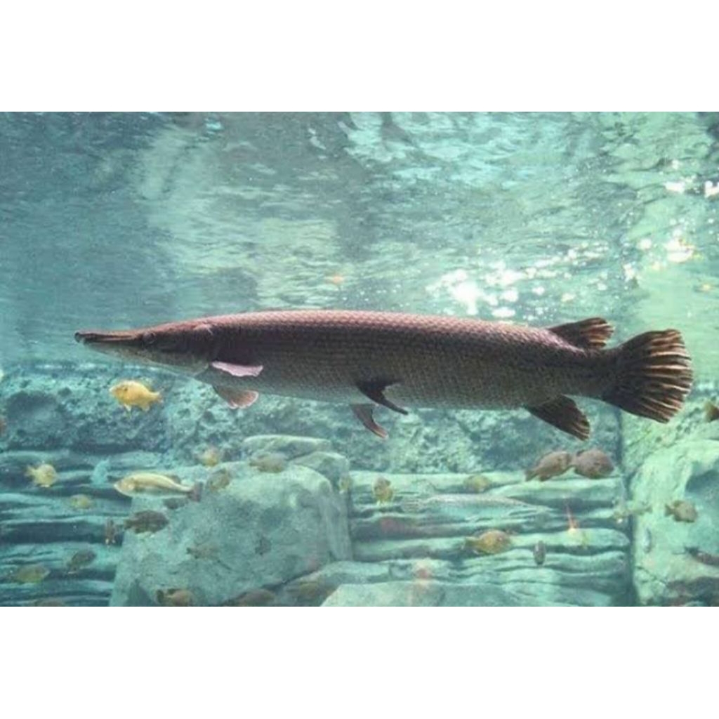 hiasan aquarium PREDATOR GAR SPATULA ALIGATOR FUL GERIGI DURIAN SIZE 10 CM