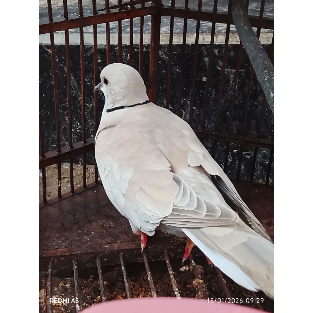 PUTER PELUNG GACORR JANTAN