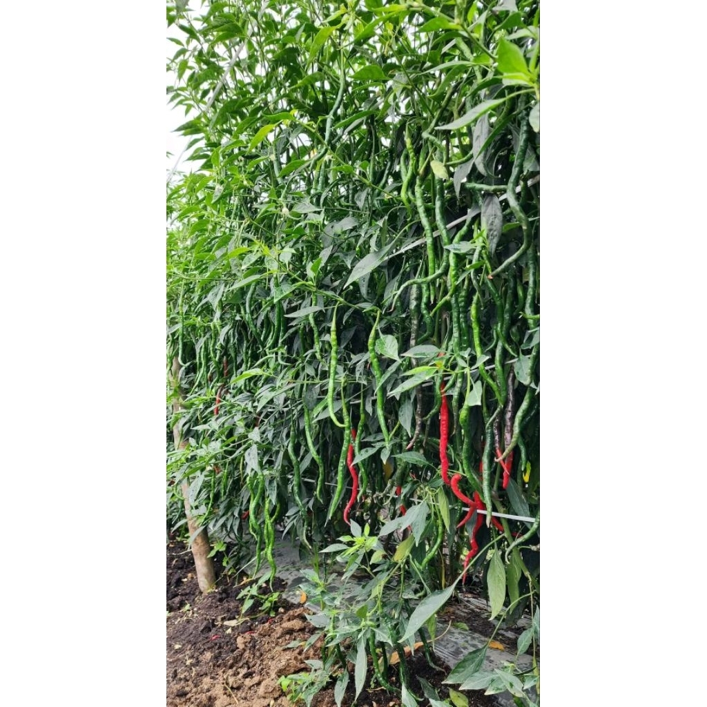 BIBIT CABE LOKAL  SIBORAS isi 5000 biji kemasan aluminium foil