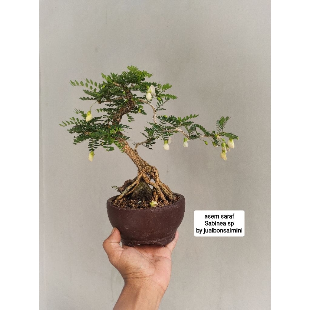 bonsai asem saraf on the rock style