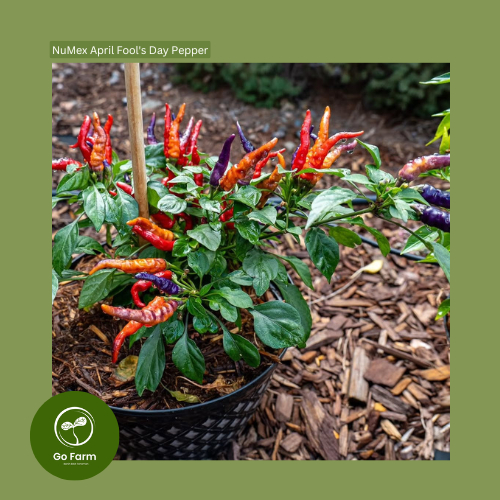 Benih Bibit NuMex April Fool's Day Pepper 10 Biji