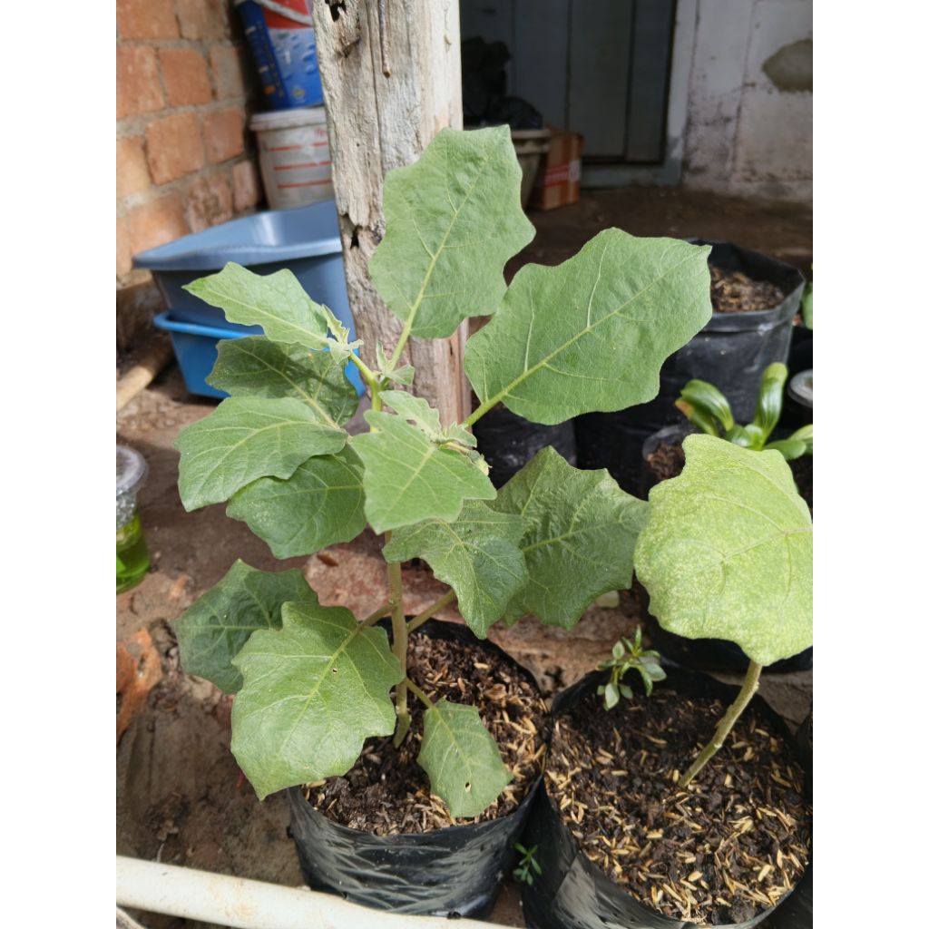 Terong ungu siap tanam