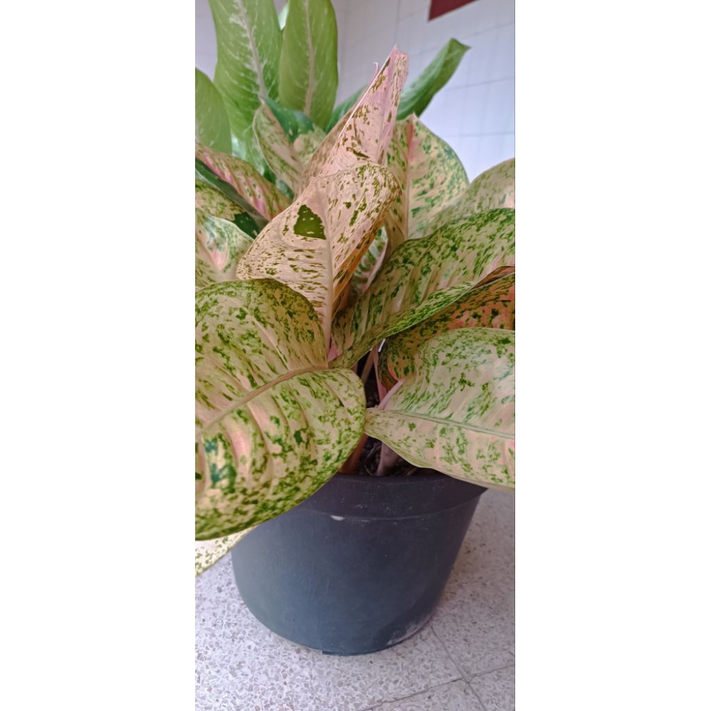aglaonema big Roy/sri rejeki