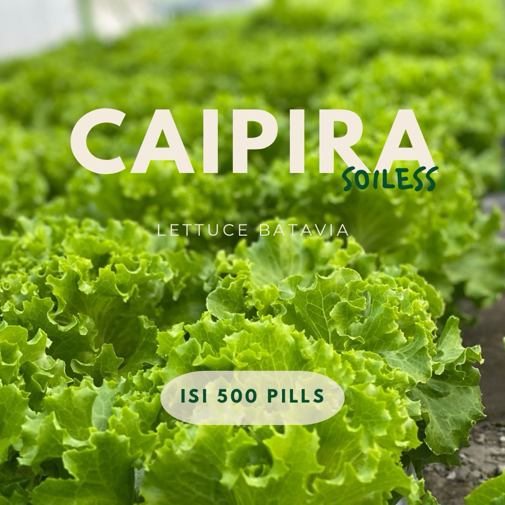 benih lettuce caipira pills indoseed isi 500 pills