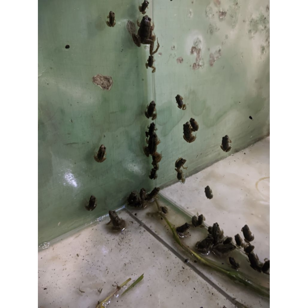 katak sawah (percil) bergaransi