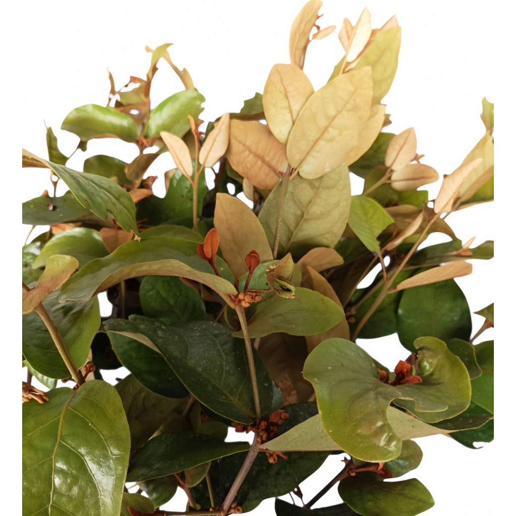 Benalu Kopi Segar Asli Dan Murni