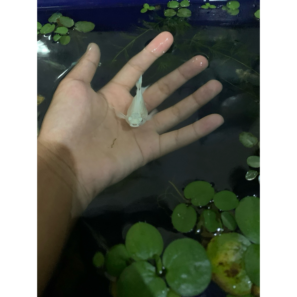 Molly balon platinum jumbo