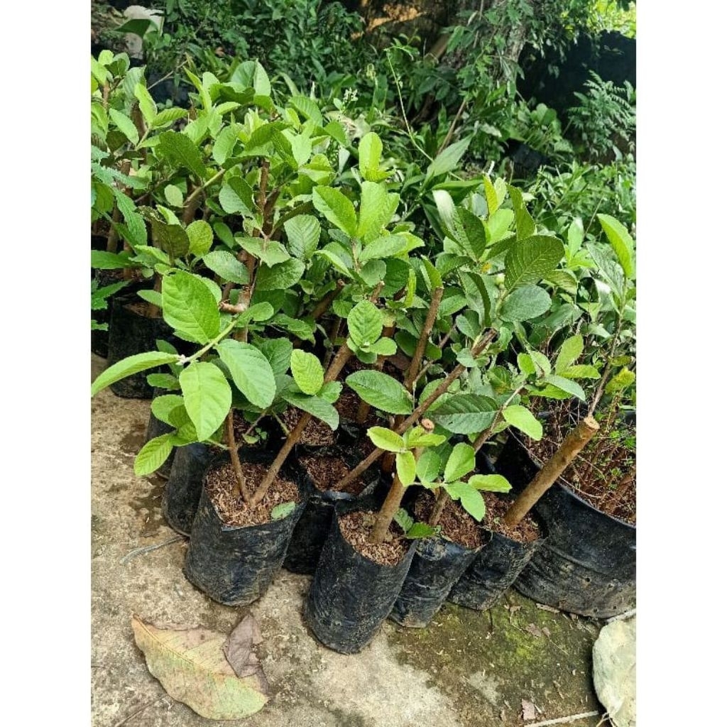 BIBIT JAMBU KRISTAL MERAH BUAH SUPER BESAR, HASIL DARI KULTUR JARINGAN