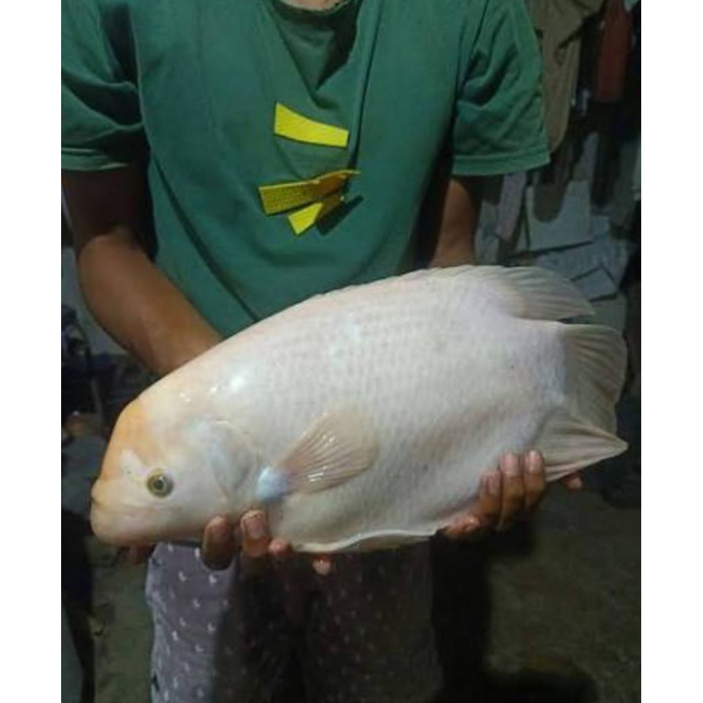 (3 ekor) gurame padang/albino size 3 cm