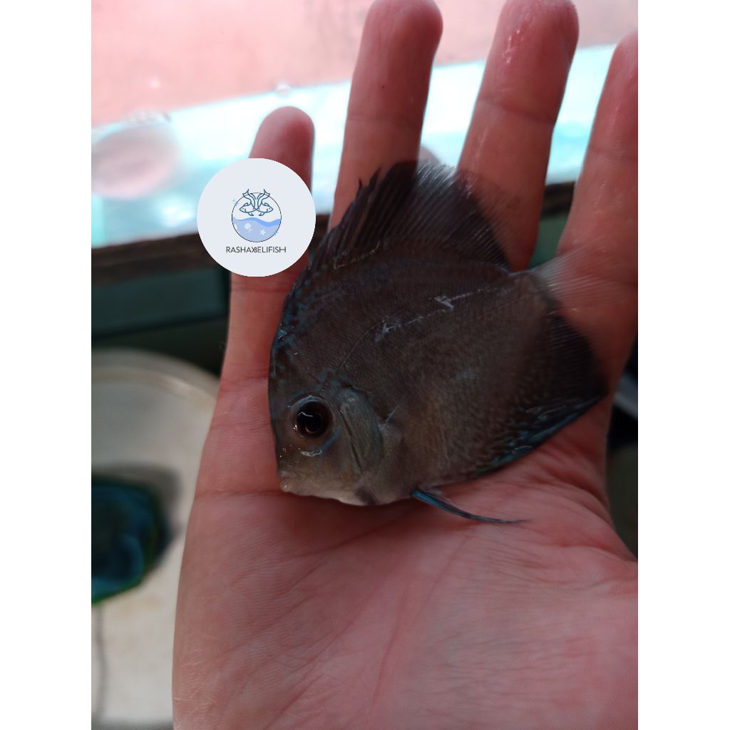 discus mozaic/mozaik discus 2,5-3inc