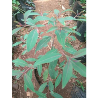 Bibit pohon Eucalyptus rainbow/pohon pelangi/Eucalyptus Deglupta
