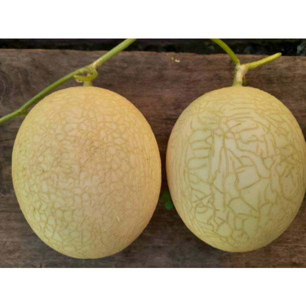 TUMBUH CEPAT BENIH MELON MADU PUTIH