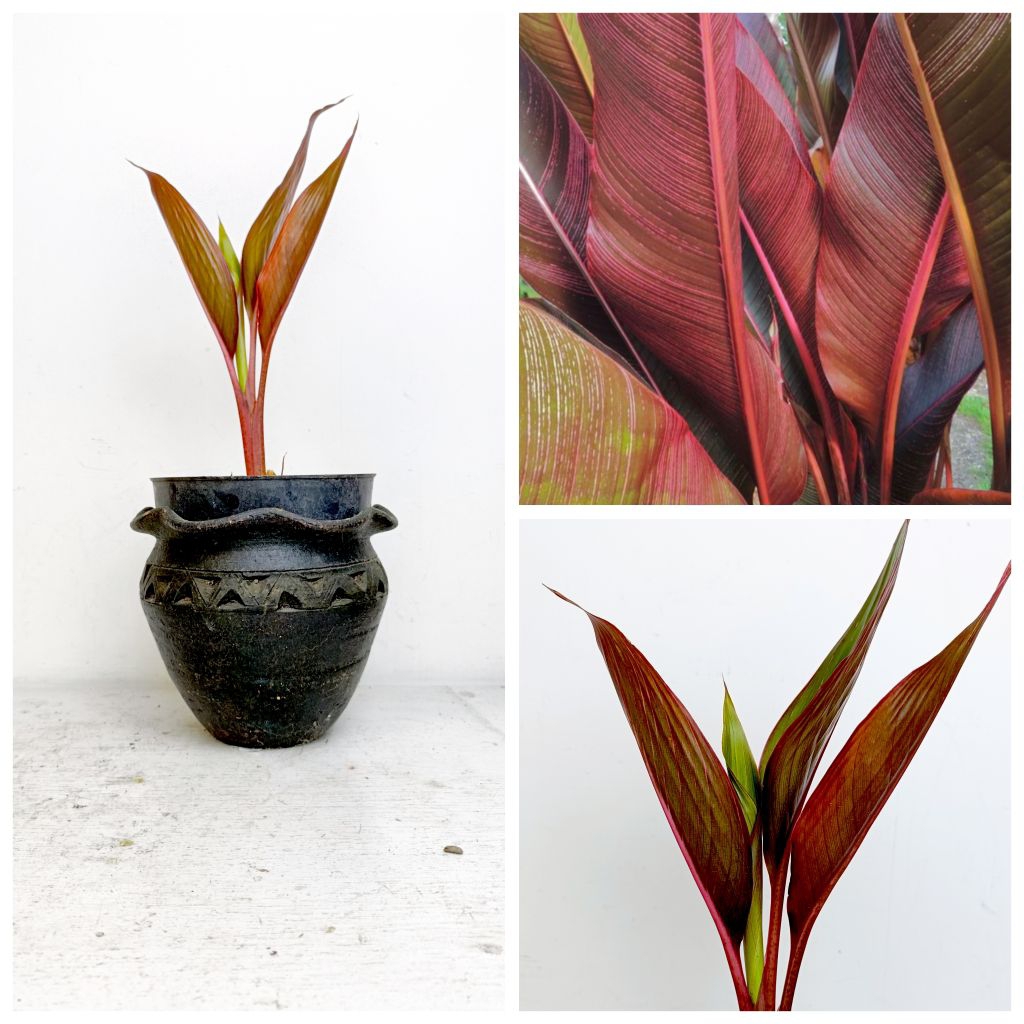 Pisang Bugis daun merah / Heliconia Indica Rubra cantik eksotik