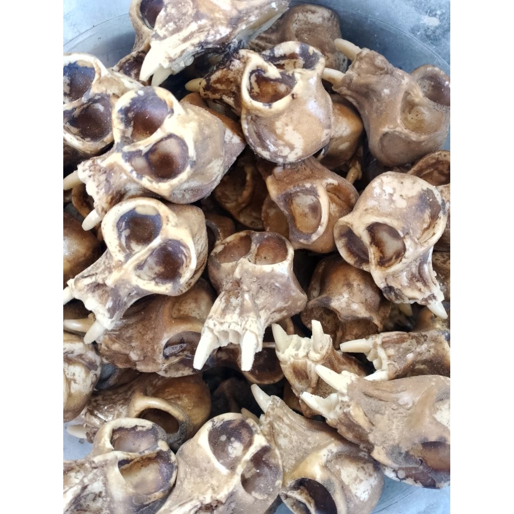 replika tengkorak monyet