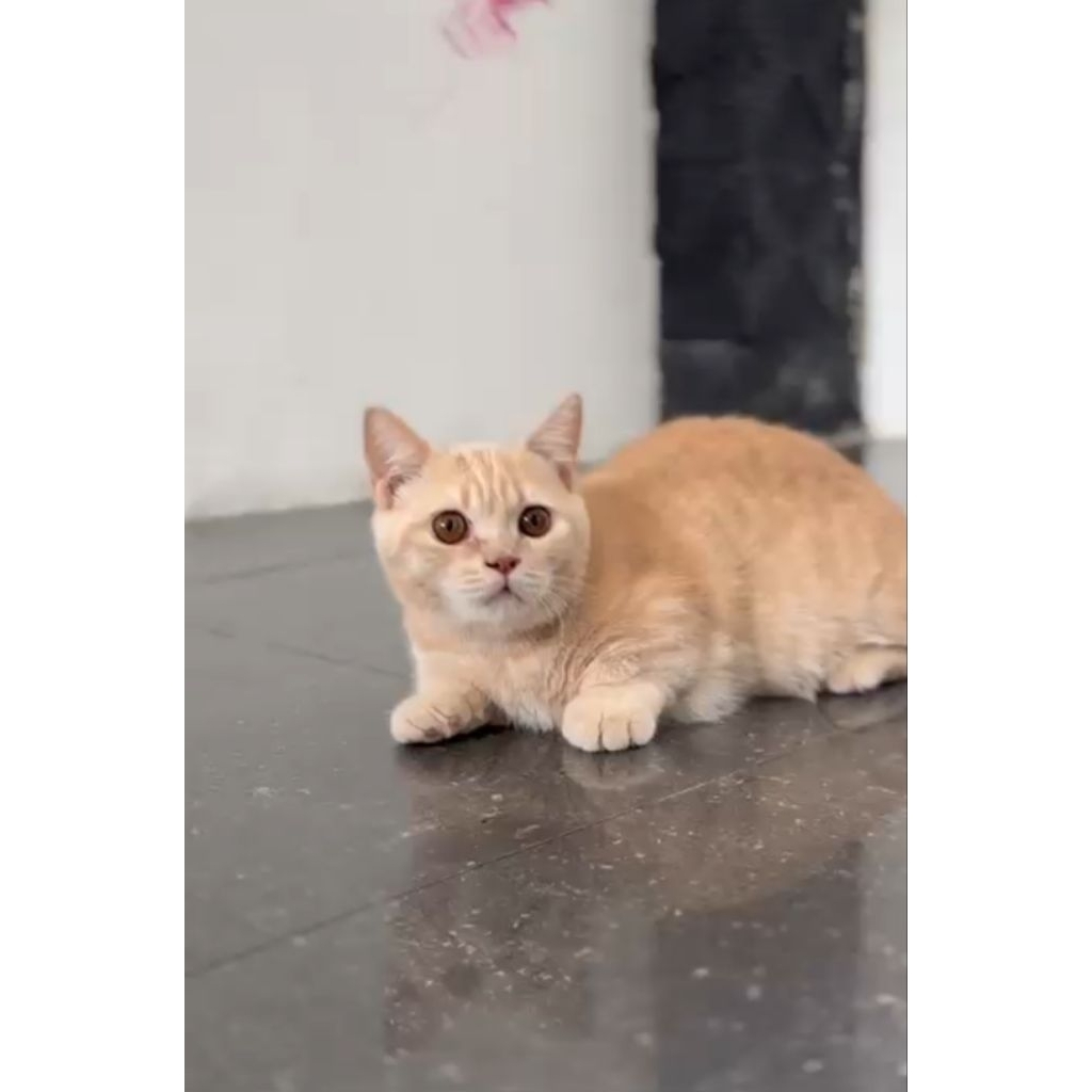 BSH MUNCHKIN MALE