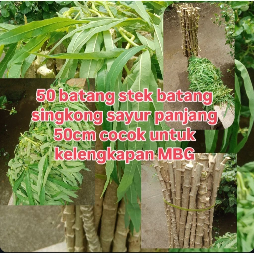 stek batang singkong sayur 50cm 50batang