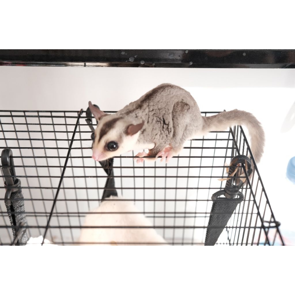 sepasang sugar glider classic grey Joeuy jinak
