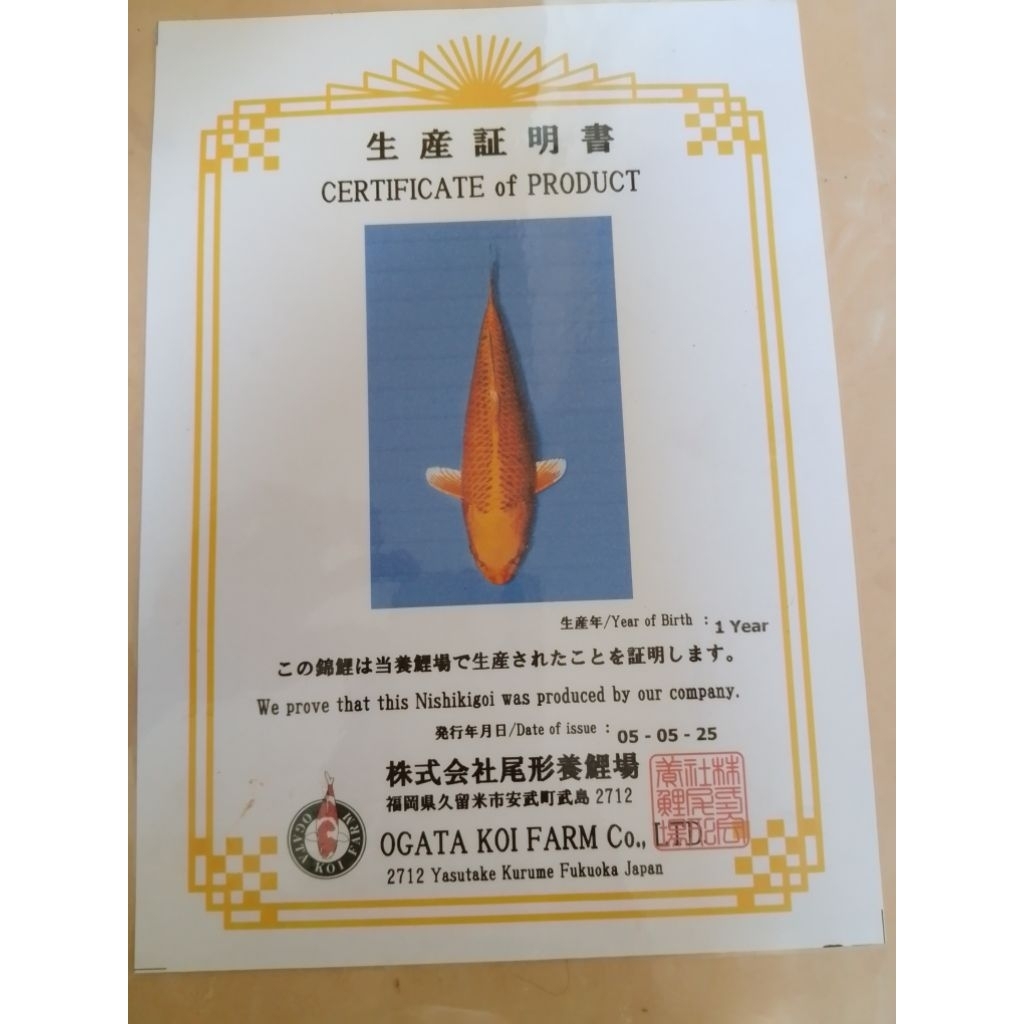 Ikan koi jenis Ogon yellow orange IMPORT Sertifikat Ogata 47cm