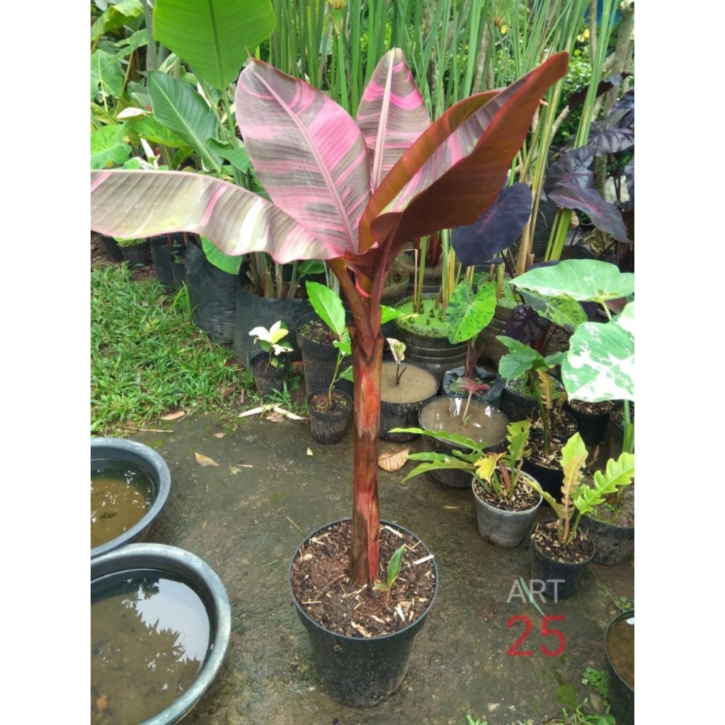 Musa 'Pink Nono' Variegata Pohon Pisang Varigata Sesuai Foto