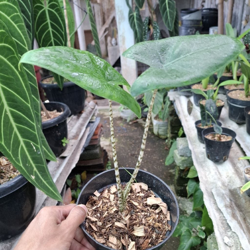 Tanaman Hias Alocasia Zebrina/ Alokasia Zebrina Filipina
