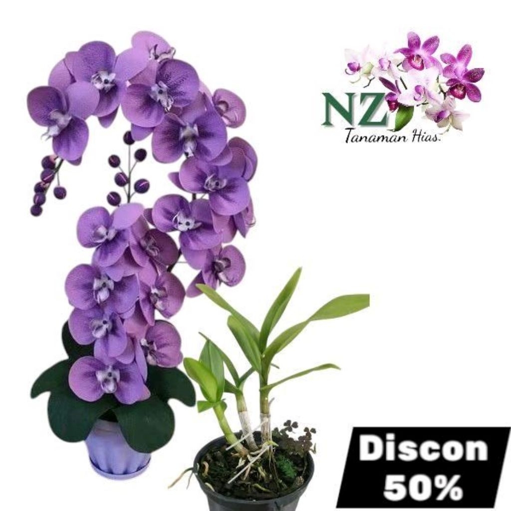 Tanaman Hias Anggrek Dendrobium Bunga Ungu - Anggrek Dendrobium Bunga Ungu