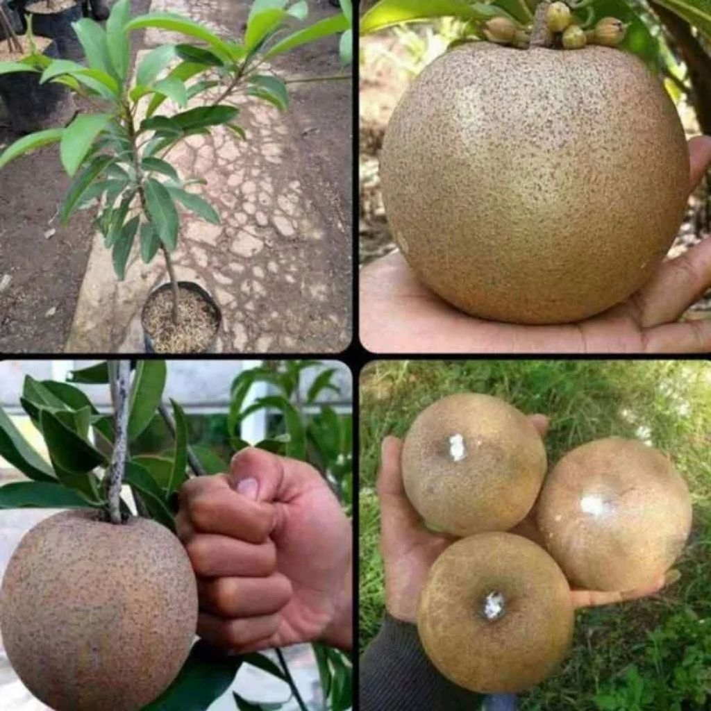 Bibit Sawo Jumbo Sudah Berbuah