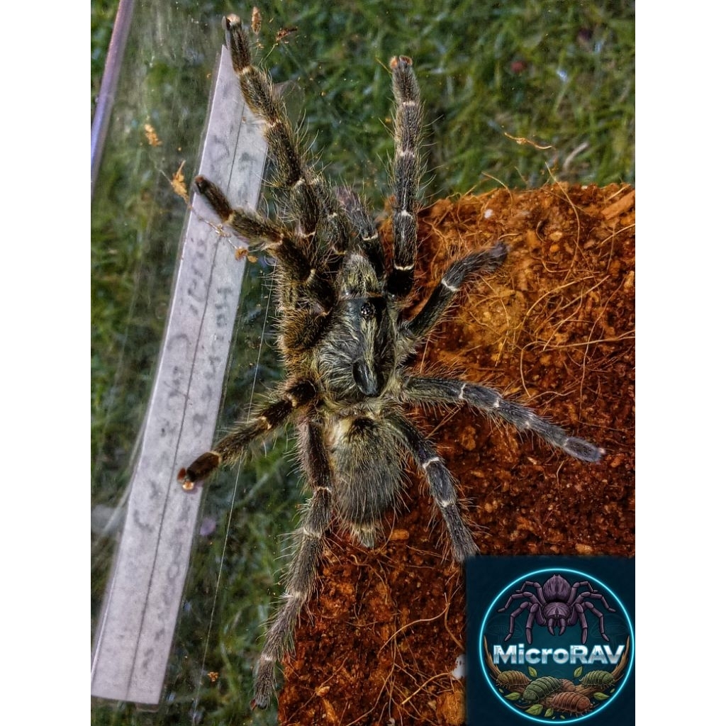 display Tarantula - C.darlingi 8-9cm unsex --MICRORAV--