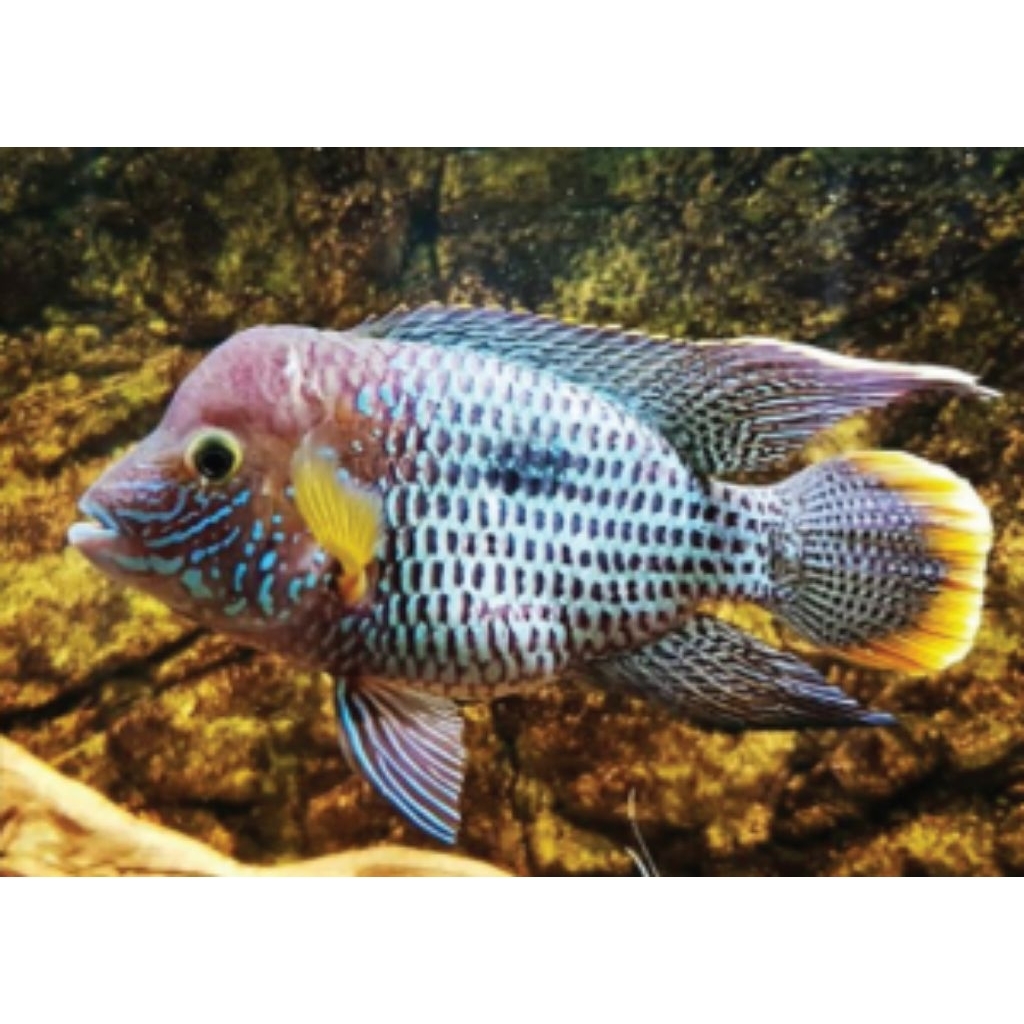 Cichlid Green Terror/Golsom/Goldsaum  Besar 3jari Dengan Garansi