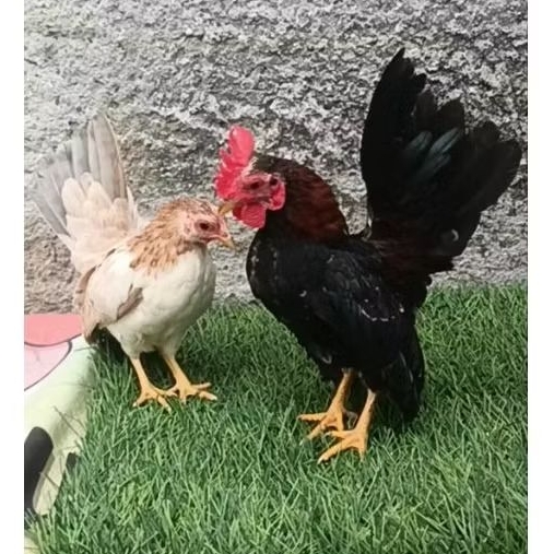ayam serama sepasang muda
