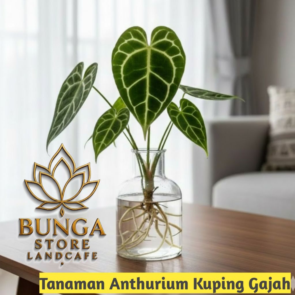 Tanaman media air anthurium crystalinum / anthurium kuping gajah - tanaman anthurium crystalinum - t