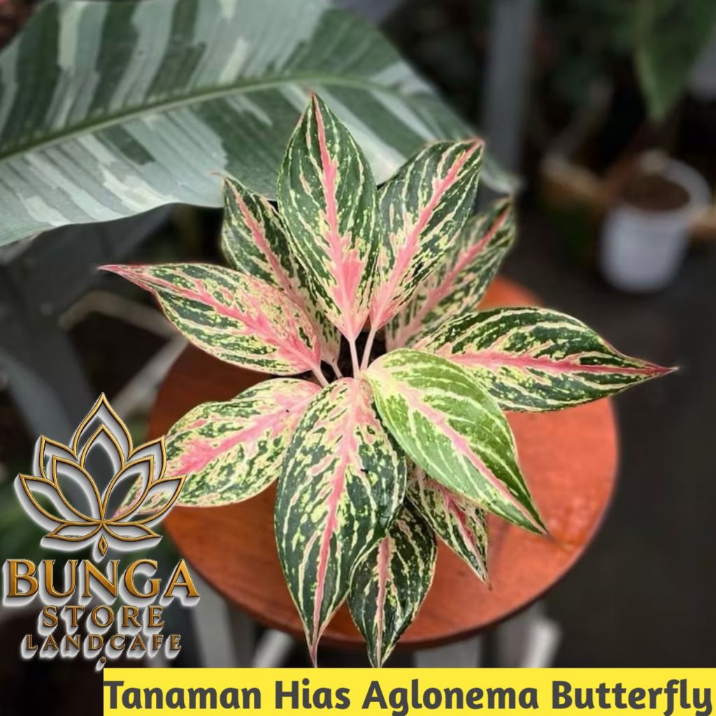 Tanaman hias aglonema butterfly - Aglonema butterfly