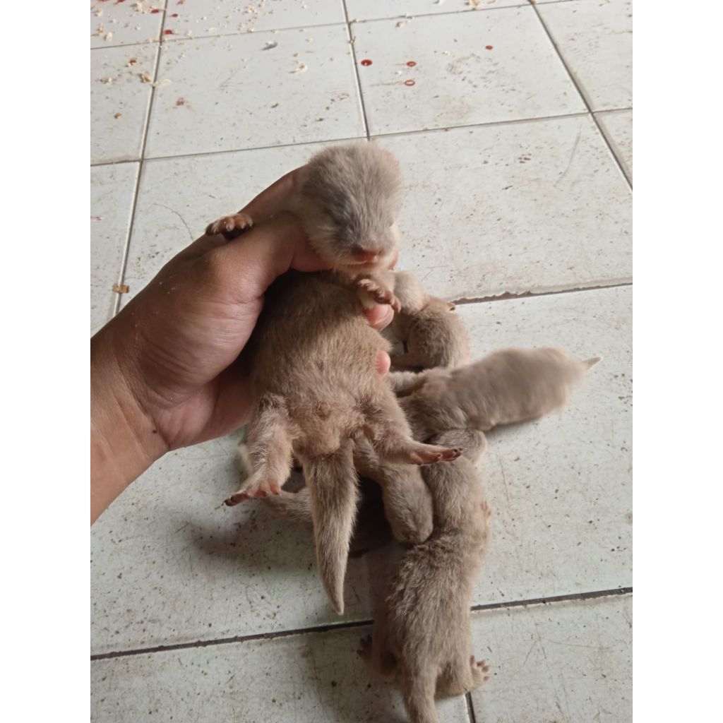 OTTER/LINSANG/BERANG" ANAKAN