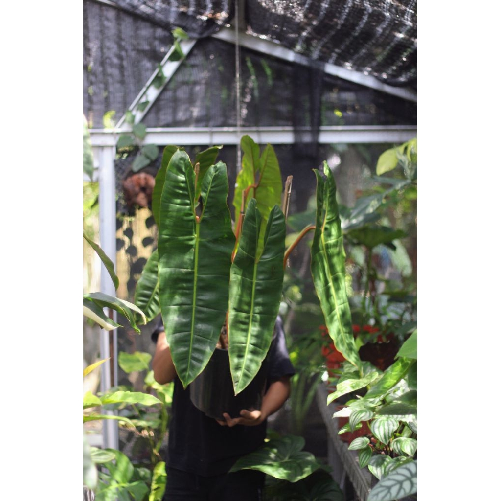 Paket 3 Philodendron =  2 Melanocrysum, 1 Bilitae