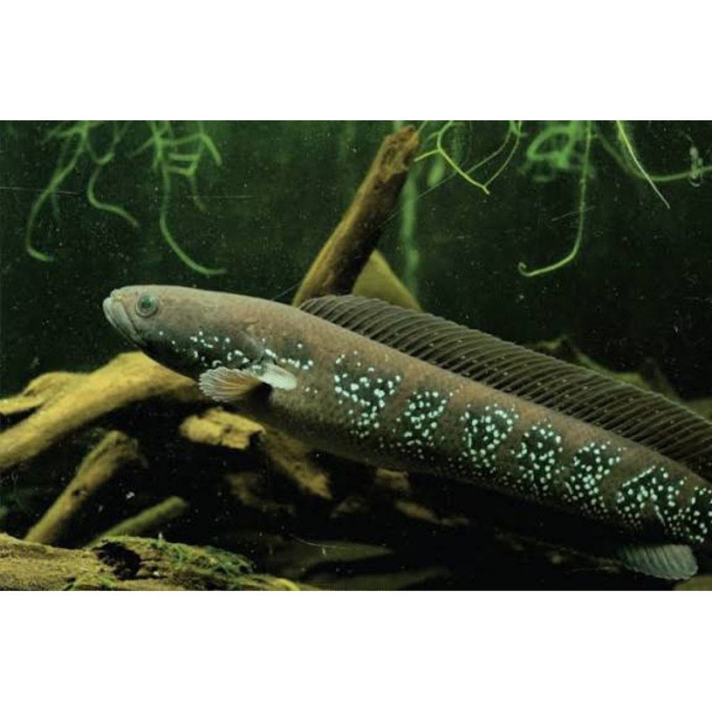 Channa Asiatica WS pure 6-18cm Premium Quality