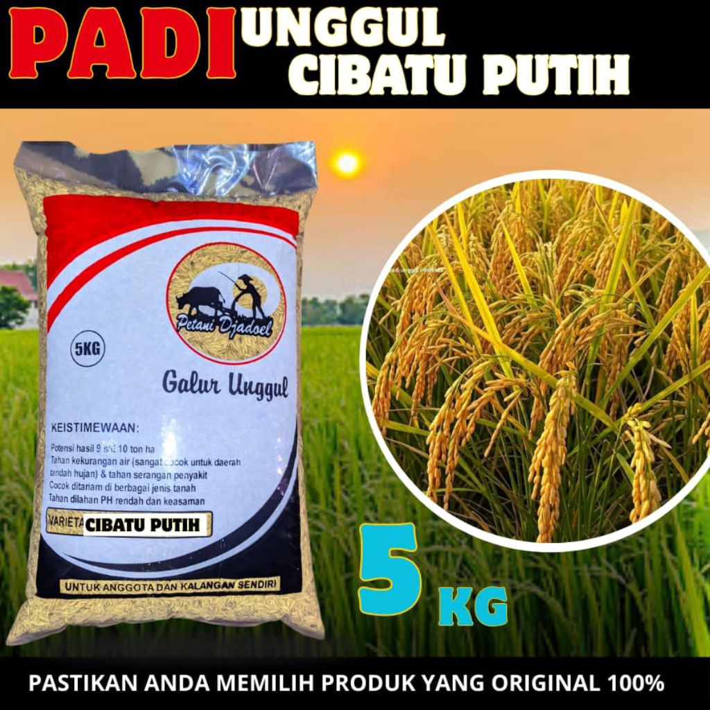 BENIH PADI CIBATU PUTIH ORIGINAL 5 KG,