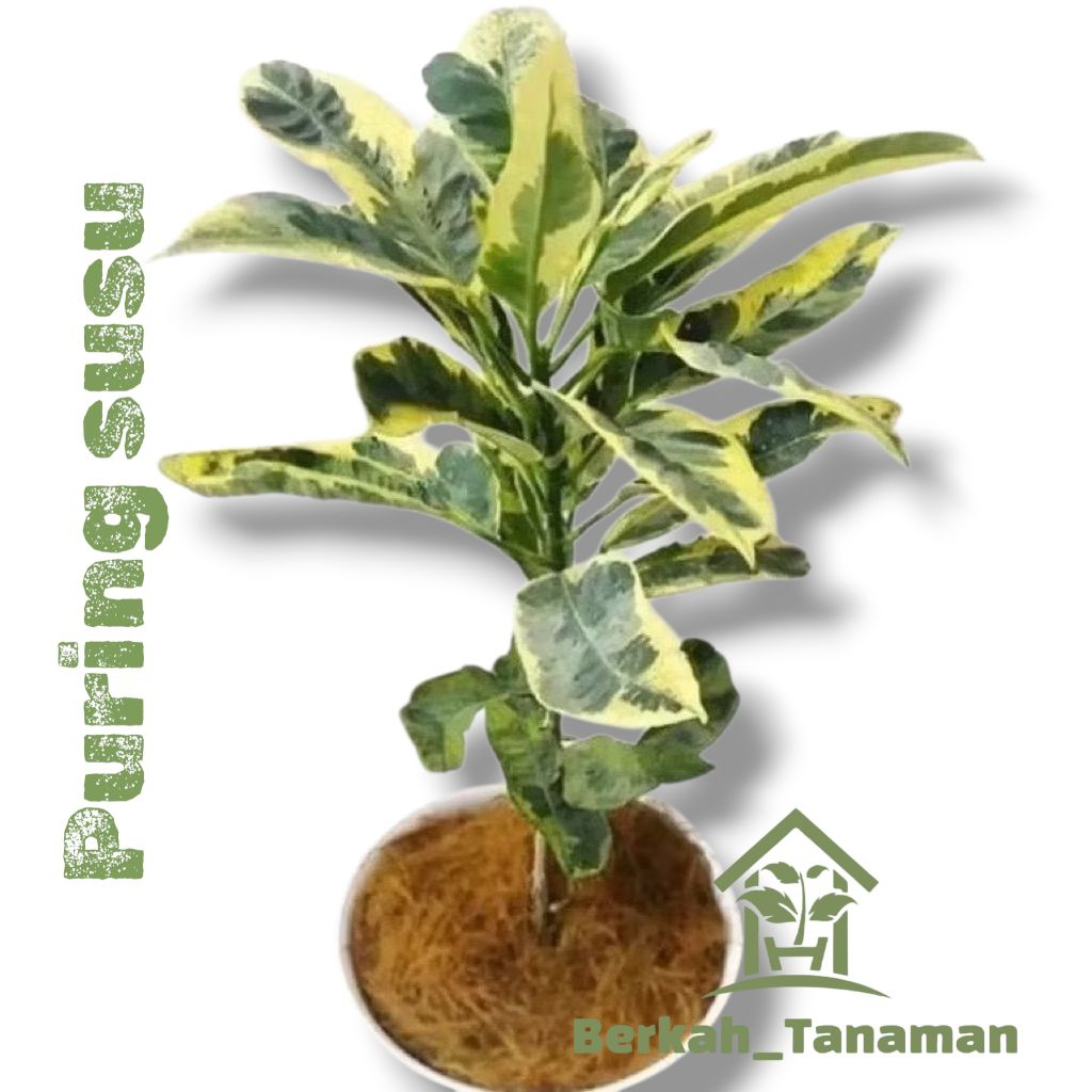 Tanaman hias langka puring susu - puring susu - tanaman Puring