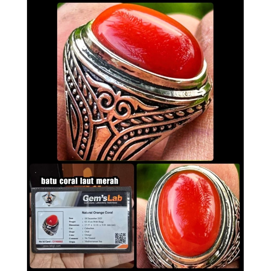 natural batu Marjan asli laut merah mediterranean