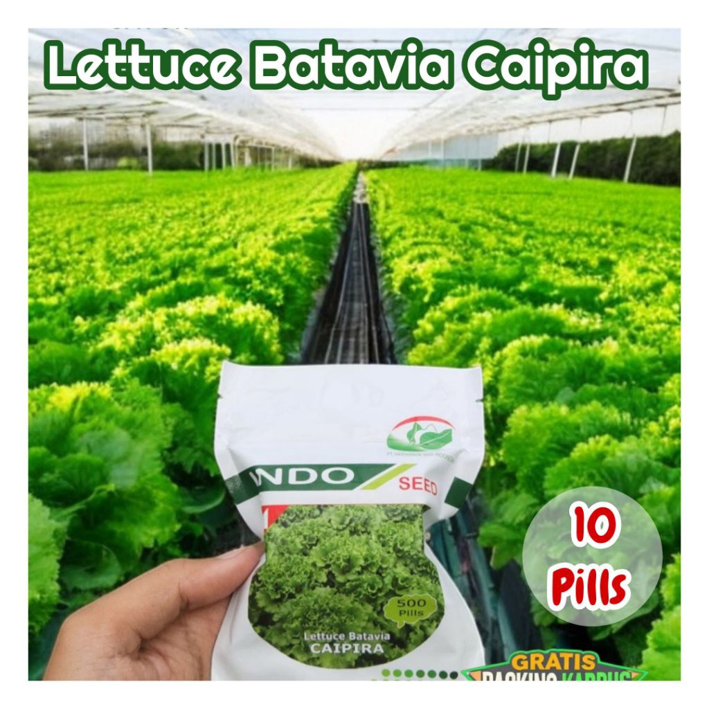 Reepack 10 Pills Lettuce Batavia Caipira | Selada Batavia Caipira