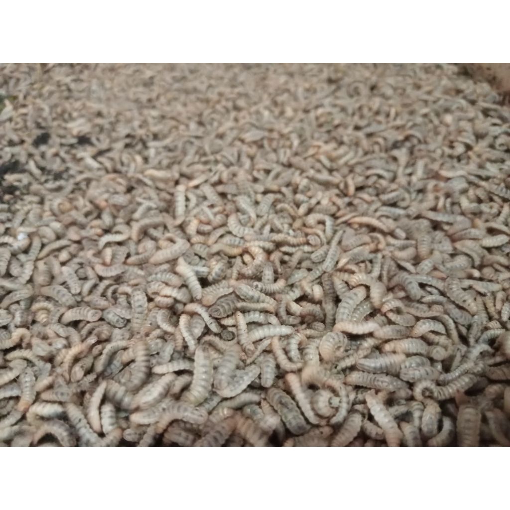 MAGGOT larva lalat BSF 1 kg