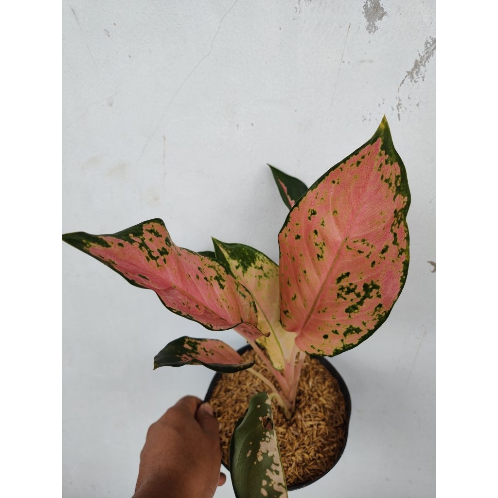 kochin tembaga kuning