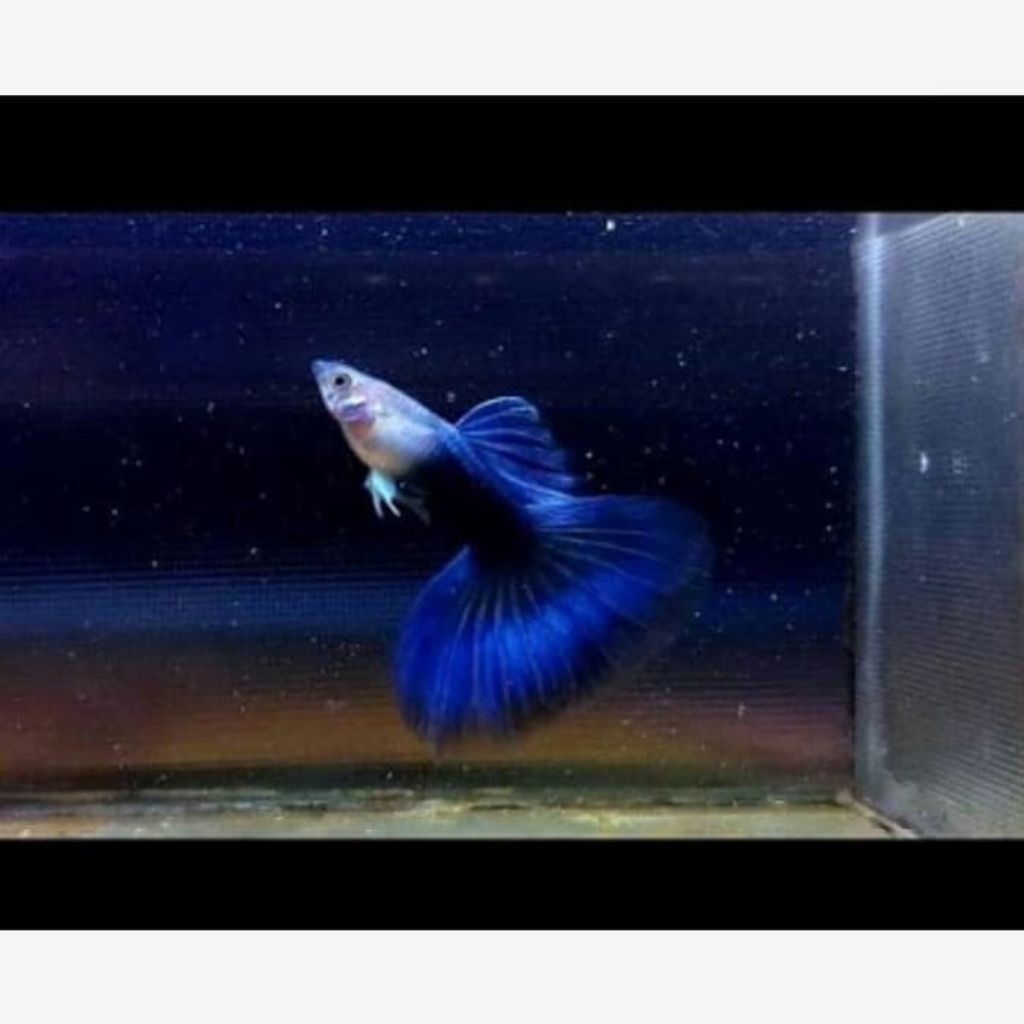 tanaman air guppy hb blue