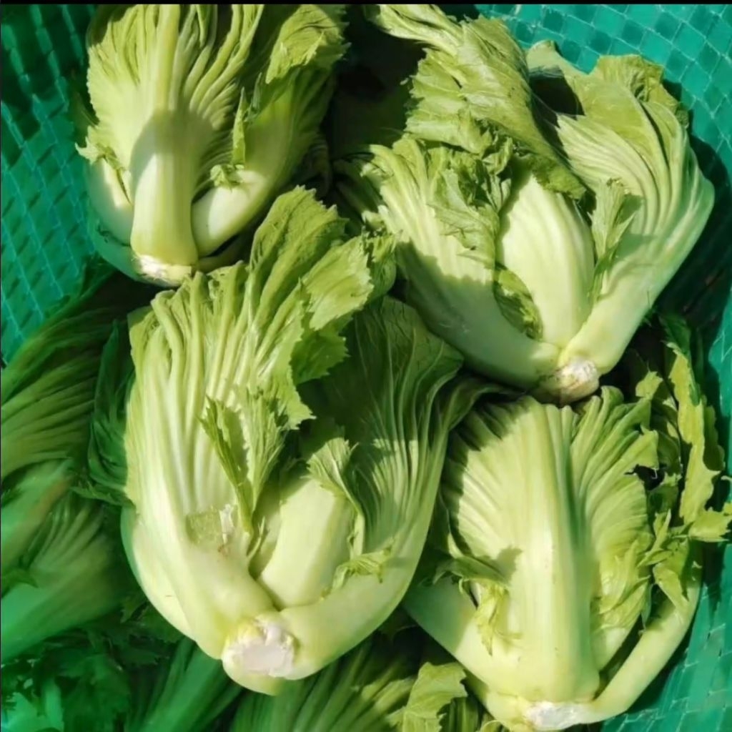 10 Biji Benih Sawi Pahit Kemasan klip Biji Benih Sawi Pahit