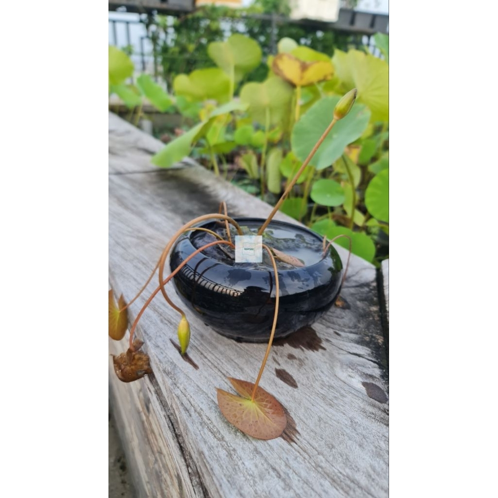 Pot Lotus Teratai | pot keramik bunga |model ceper tanpa lubang | DS indoor plant