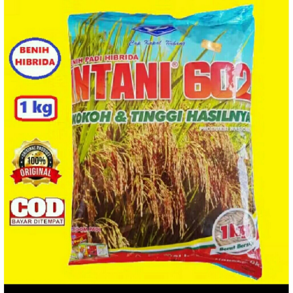 BENIH PADI HIBRIDA INTANI 602 BERKUALITAS UNGGUL 1KG