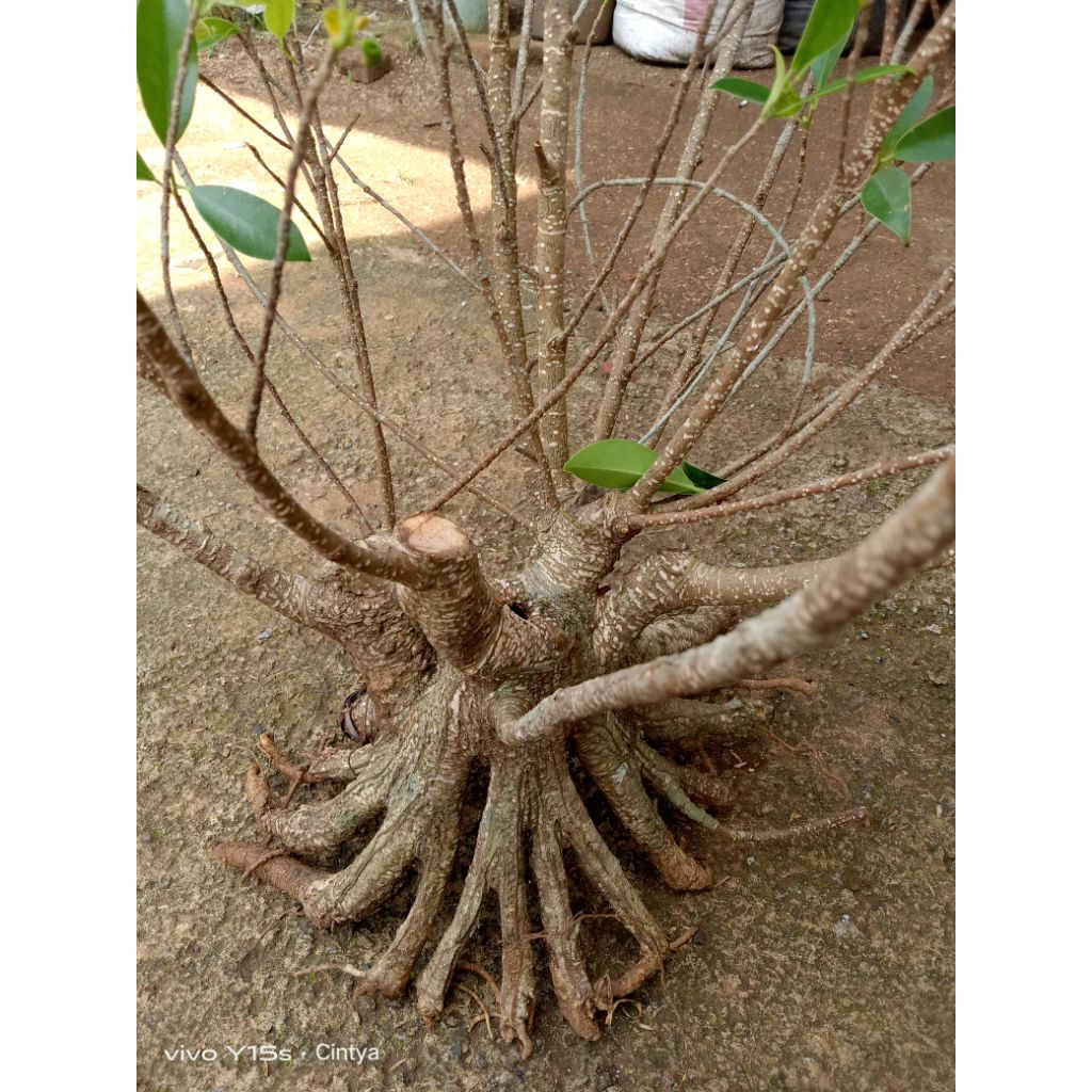 bahan bonsai kimeng pecah batang 8 - 16