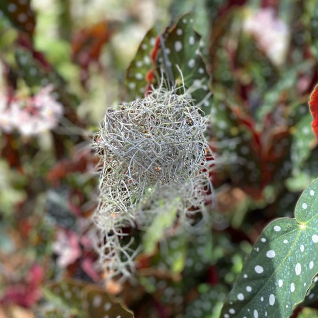 Tanaman hias gantung jenggot nabi - jenggot dewa